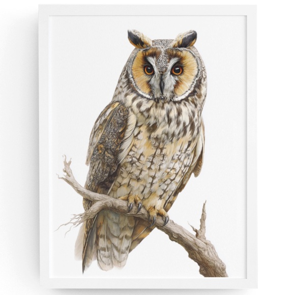 Watercolor Long-eared Owl Portrait Wall Art Print Poster, Unframed - Mystical - Picture 1 of 6